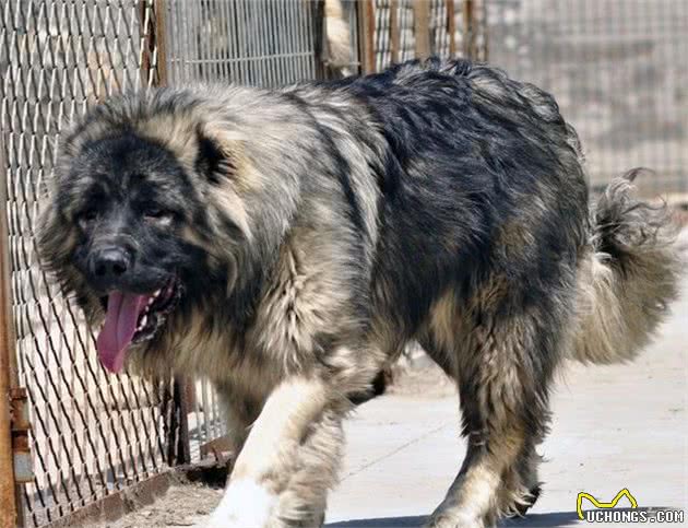 世界10大猛犬,藏獒只能排最后?