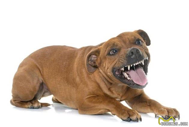 斗犬战神—比特犬