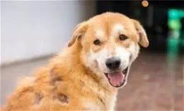 狗狗为什么会脱毛？狗狗的脱毛原因有哪些