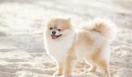 养一只博美犬在家里，是一种什么样的感觉呢？