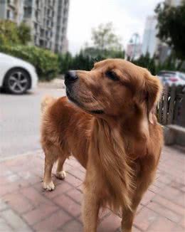 喂食狗狗四大“误区”？贵的不一定就是好的，适合的才是最好的