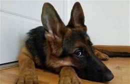 优秀德牧幼犬的四肢、爪子有这些特点，回家看看，你家的有吗？