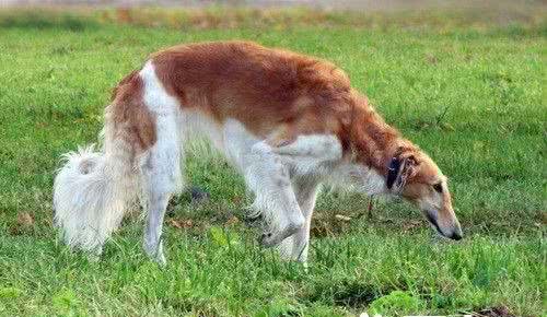苏俄猎狼犬能跑多少码奔跑速度是很快的
