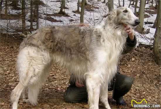 苏俄猎狼犬能跑多少码奔跑速度是很快的