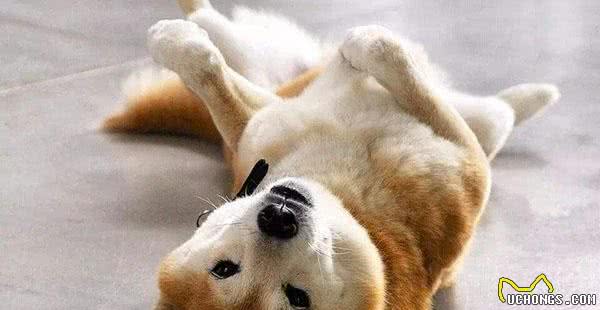 几种解决爱犬太粘人的方法，远离分离烦躁症，做个合格的铲屎官