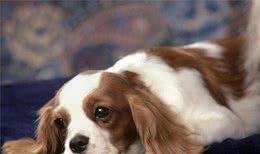 查理士王小猎犬的日常护理被毛不需要修剪