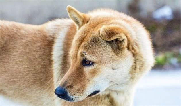 想养一只中式田园犬，你真的了解它么？请从正确认识它开始！