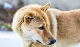 想养一只中华田园犬，你真的了解它么？请从正确认识它开始！