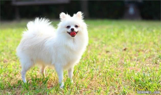 英系和美系博美犬，傻傻分不清楚，现在告诉你它们的区别！