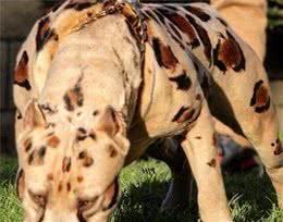 这4种犬，被称为猛犬碎骨机，它是继比特犬后，美国第二种禁养犬