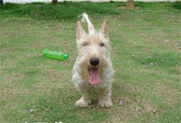 苏格兰梗犬的平均寿命平均寿命为10到14年