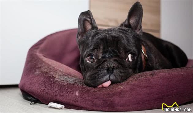 憨态可掬的小斗牛士—法国斗牛犬