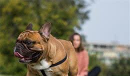憨态可掬的小斗牛士—法国斗牛犬