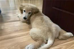 金毛犬吃多了被送进医院，铲屎官了解这四点，狗狗吃饭才安全！