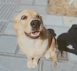 狗狗的脚掌毛需要剃吗？