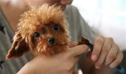 狂犬病致死率几乎100%，预防狂犬病，从这3点做起
