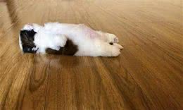 告诉我，该给狗吃多少犬粮—狗狗百科