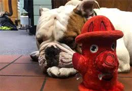 养萌萌的斗牛犬，你不能不知道的小知识