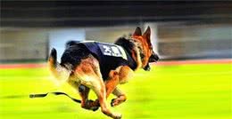 世界上“最知名”三种警犬，侦查能力及嗅觉很出色，你喜欢哪一种