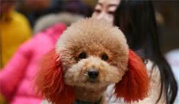 养泰迪犬一个月的开销大约是多少？