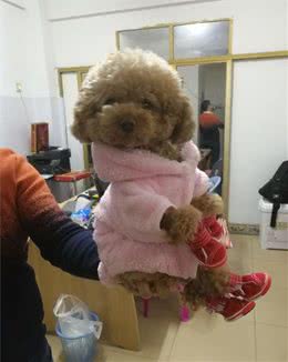 专家认为喂犬粮的好处有4点
