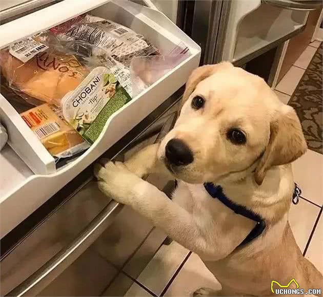 狗狗骨骼知识大科普得了关节疾病怎么办?
