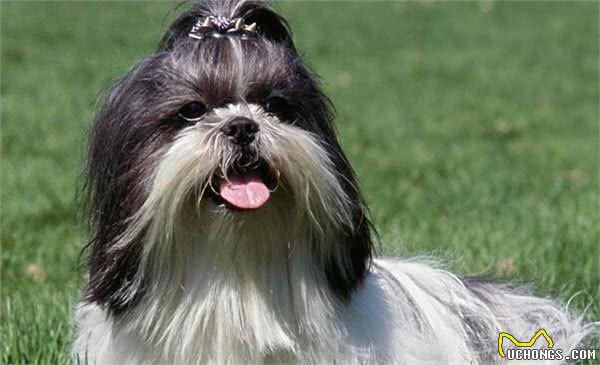 西施犬怎么消除泪痕五个方法消除西施犬泪痕