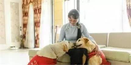 从来都不敢贪玩的导盲犬，看着好心疼！