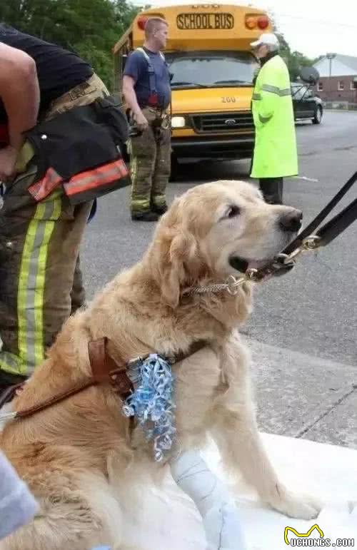 从来都不敢贪玩的导盲犬，看着好心疼！
