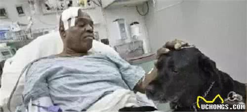 从来都不敢贪玩的导盲犬，看着好心疼！