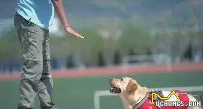从来都不敢贪玩的导盲犬，看着好心疼！