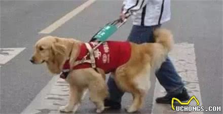 从来都不敢贪玩的导盲犬，看着好心疼！