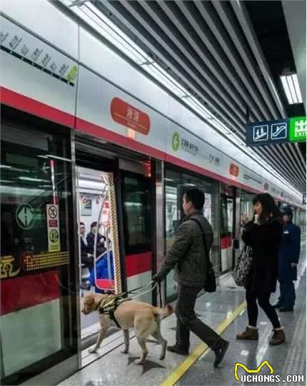 从来都不敢贪玩的导盲犬，看着好心疼！