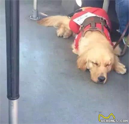 从来都不敢贪玩的导盲犬，看着好心疼！