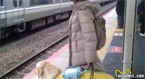 从来都不敢贪玩的导盲犬，看着好心疼！