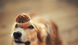 犬护食麻烦大，从科学的角度来分析，教你如何解决