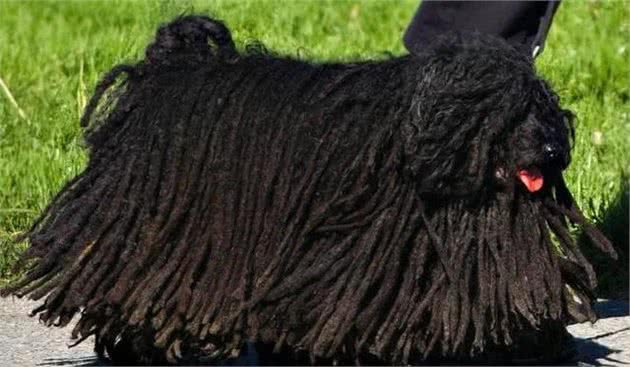 解读“波利犬”，一个即将消失的犬的品种，因拖把的外形而走火