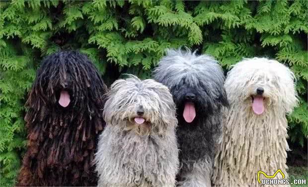 解读“波利犬”，一个即将消失的犬的品种，因拖把的外形而走火