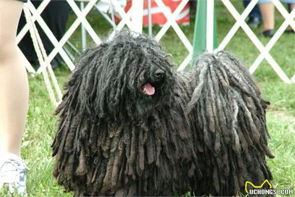解读“波利犬”，一个即将消失的犬的品种，因拖把的外形而走火