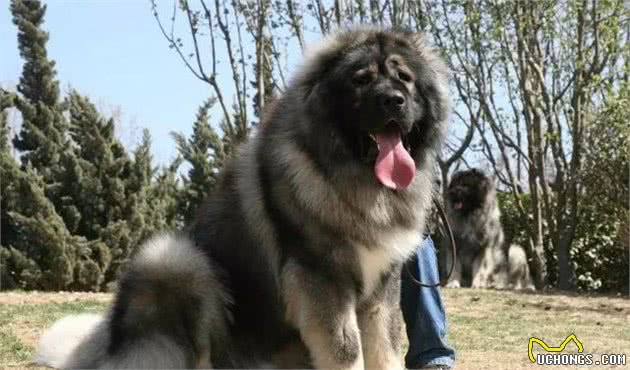 这些不常见的犬的品种，你认识几个？