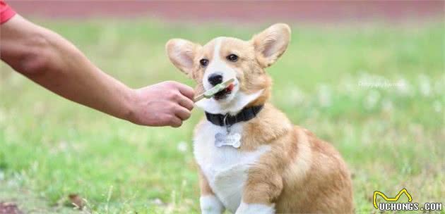 夏季狗狗养护的八个小常识！