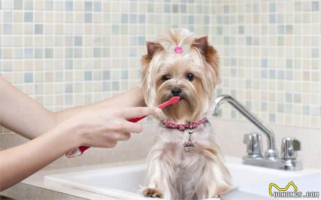 对于犬来说，磨牙是为之奋斗一生的事业