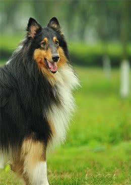 苏格兰丽人—柯利牧羊犬