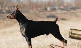 狗狗喜欢咬人该怎么办？宠主：注意察看，制止它这5种行为即可