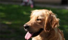 想要给家里养只狗？选哪一种好？这10种犬类十分强烈的向你推荐
