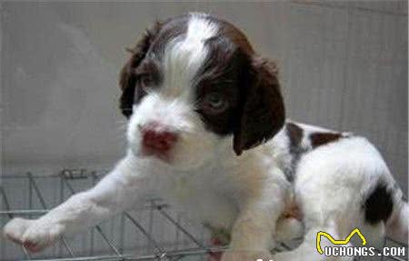 史宾格犬特长是干什么史宾格犬的特长是狩猎