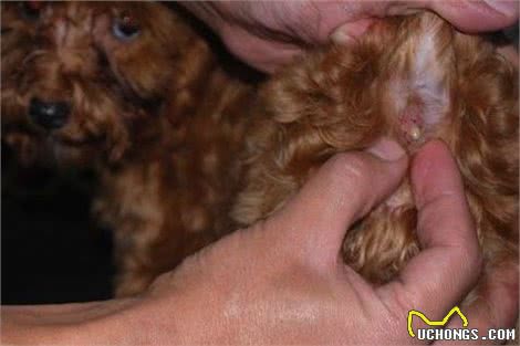泰迪犬的这些美容流程，主人把握后能保持它的魅力