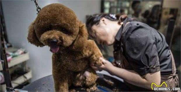 泰迪犬的这些美容流程，主人把握后能保持它的魅力