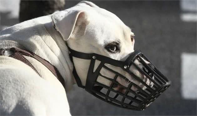 被狗咬了，要怎么处置？必须要打狂犬疫苗吗？