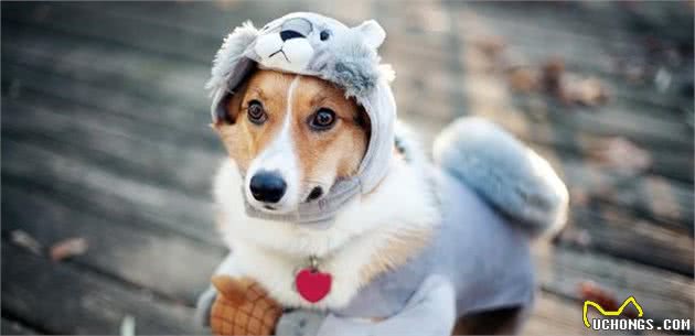 四月天也要给狗穿衣？对于犬来说，得多冷才会让它们觉得受不了